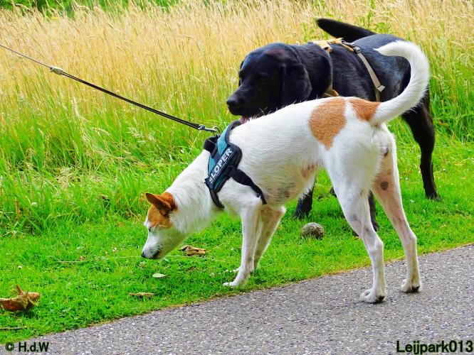 Leijpark013 Beestenboel 14 juli 2022