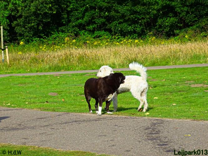 Leijpark013 Beestenboel 14 juli 2022