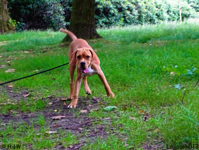 Leijpark013 Beestenboel 14 juli 2022