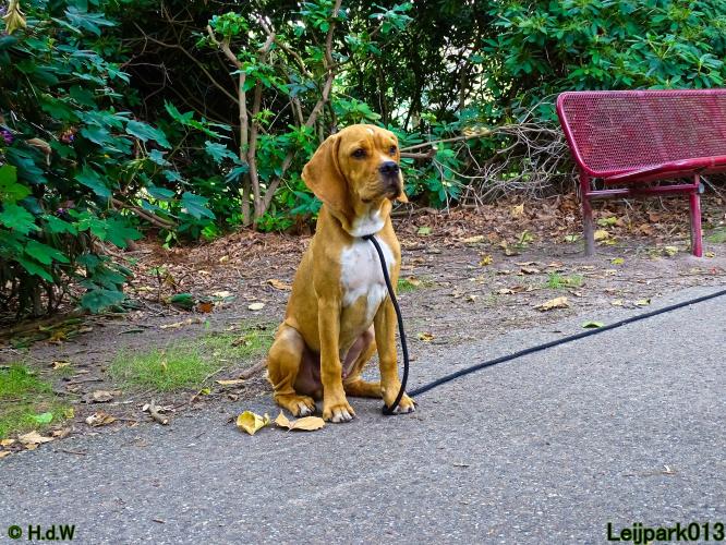 Leijpark013 Beestenboel 14 juli 2022
