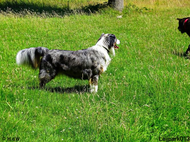 Leijpark013 Beestenboel 14 juli 2022