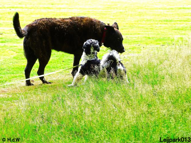 Leijpark013 Beestenboel 14 juli 2022