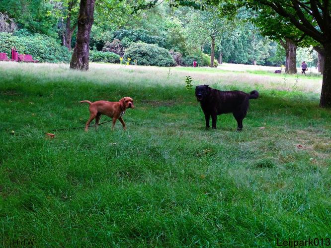 Leijpark013 Beestenboel 14 juli 2022