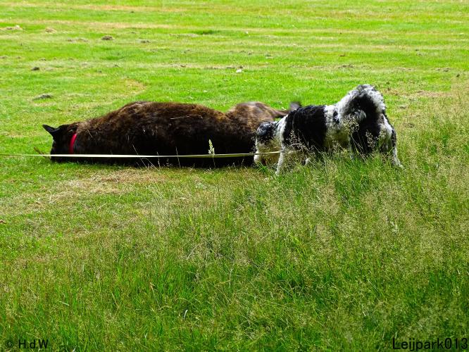 Leijpark013 Beestenboel 14 juli 2022