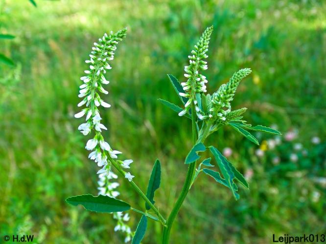 Leijpark013 Witte honingklaver 