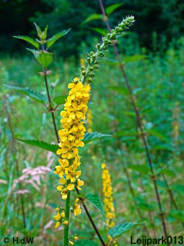 Leijpark013 Agrimonie 