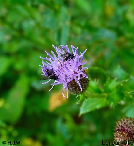 Leijpark013 Pissebedvlieg