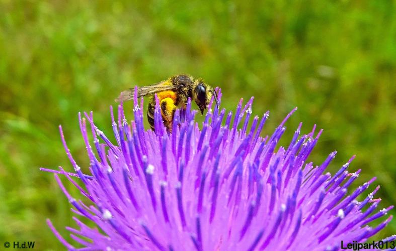 Leijpark013 Kruiskruidzandbij 