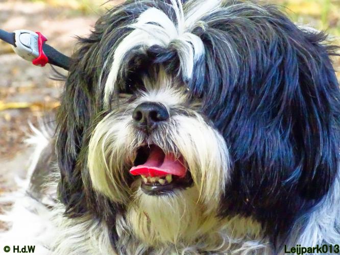 Leijpark013 Beestenboel 3 Augustus 2022