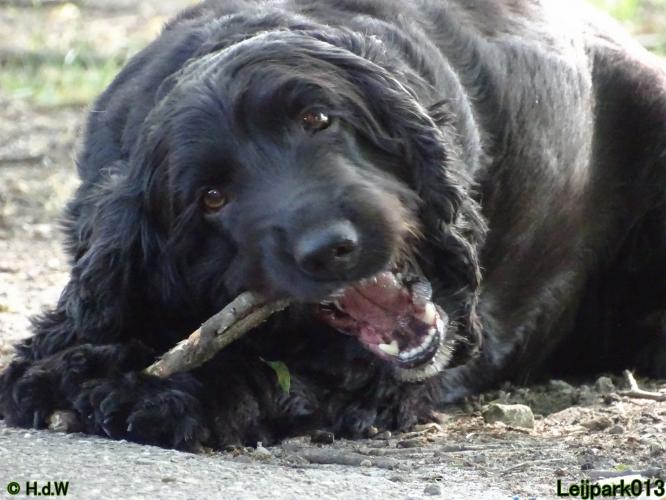 Leijpark013 Beestenboel 3 Augustus 2022