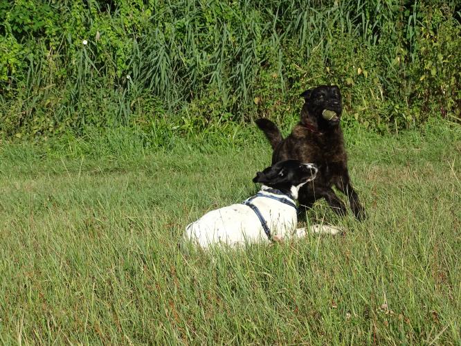 Leijpark013 Beestenboel 3 Augustus 2022