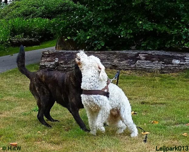 Leijpark013 Beestenboel 3 Augustus 2022