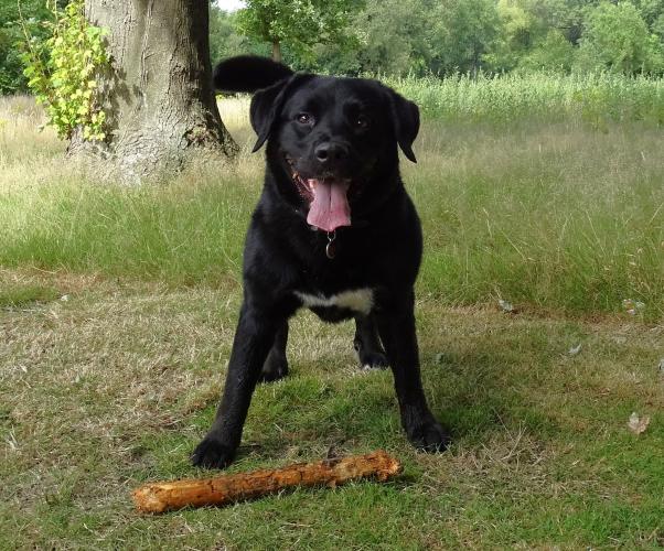 Leijpark013 Beestenboel 3 Augustus 2022