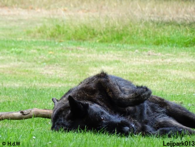 Leijpark013 Beestenboel 3 Augustus 2022