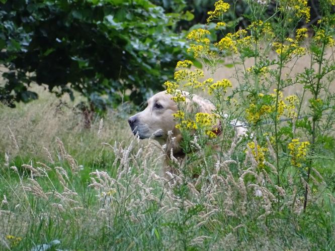 Leijpark013 Beestenboel 3 Augustus 2022