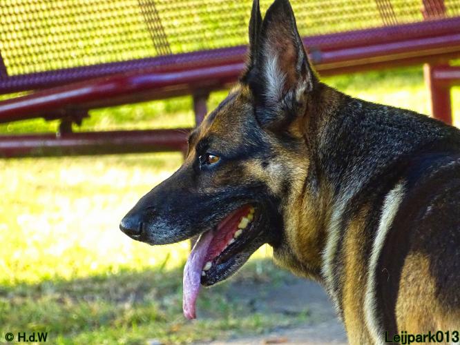 Leijpark013 Beestenboel 3 Augustus 2022