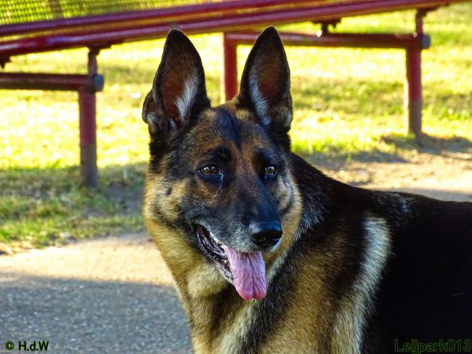 Leijpark013 Beestenboel 3 Augustus 2022