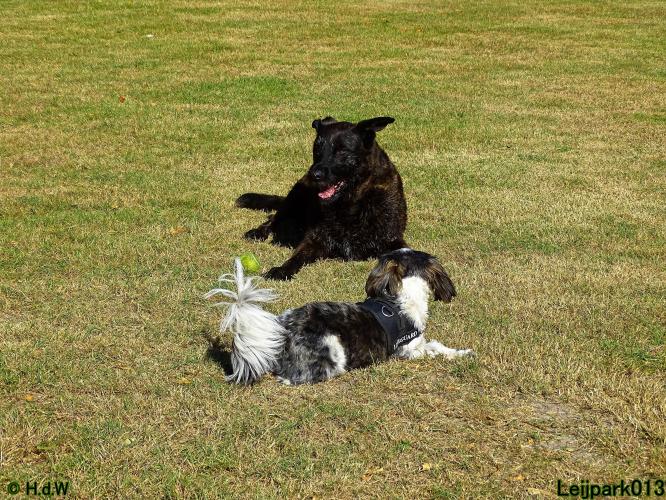 Leijpark013 Beestenboel 3 Augustus 2022