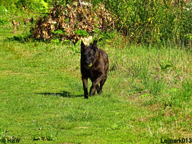 Leijpark013 Beestenboel 3 Augustus 2022