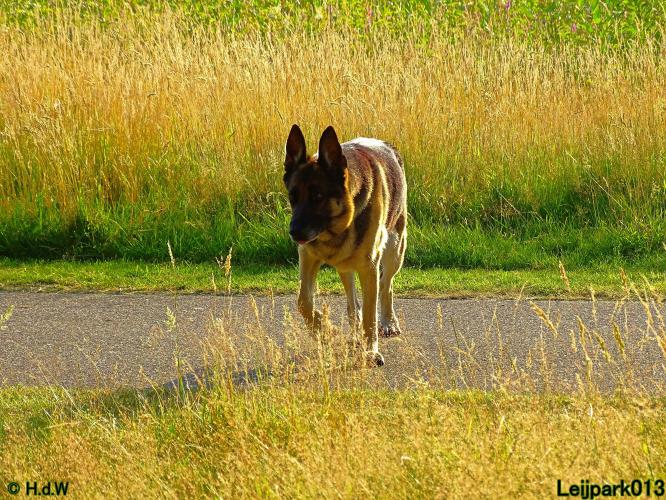 Leijpark013 Beestenboel 3 Augustus 2022