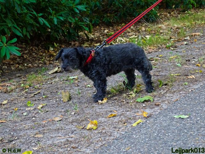 Leijpark013 Beestenboel 3 Augustus 2022