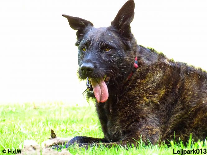 Leijpark013 Beestenboel 3 Augustus 2022