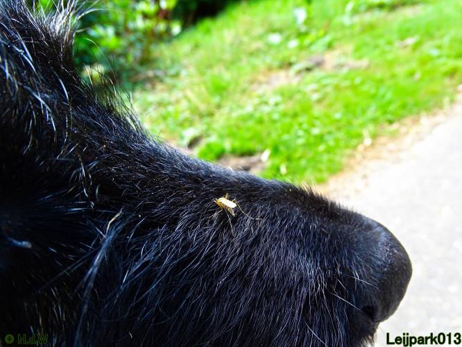 Leijpark013 Beestenboel 3 Augustus 2022