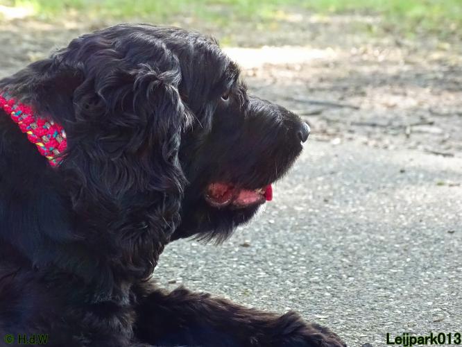 Leijpark013 Beestenboel 3 Augustus 2022