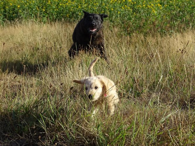 Leijpark013 Beestenboel 3 Augustus 2022