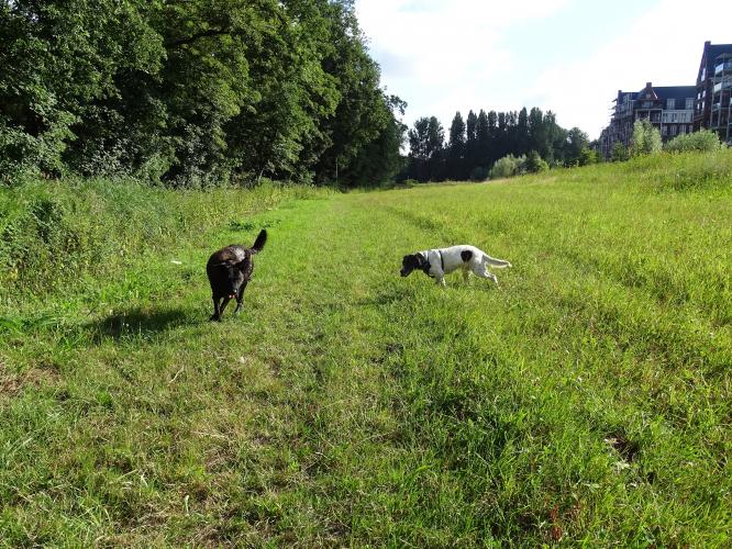 Leijpark013 Beestenboel 3 Augustus 2022