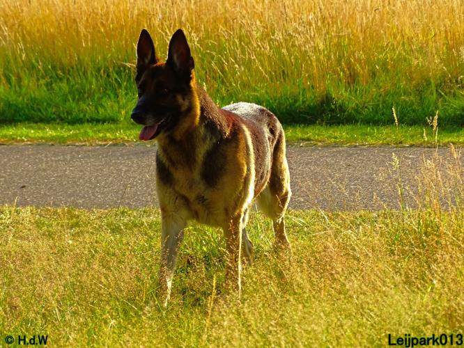 Leijpark013 Beestenboel 3 Augustus 2022