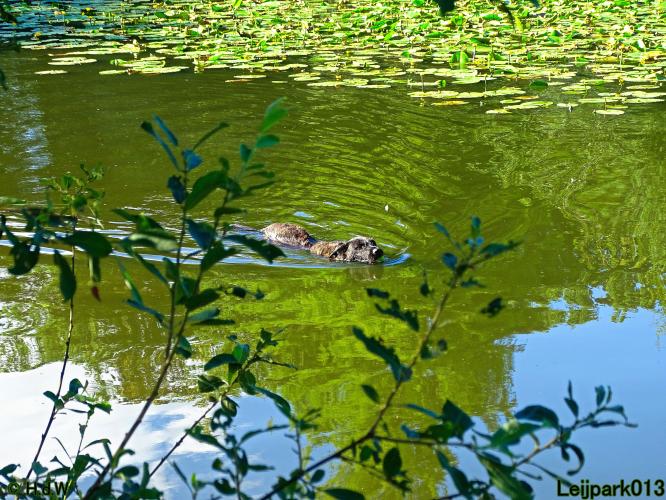 Leijpark013 Beestenboel 3 Augustus 2022