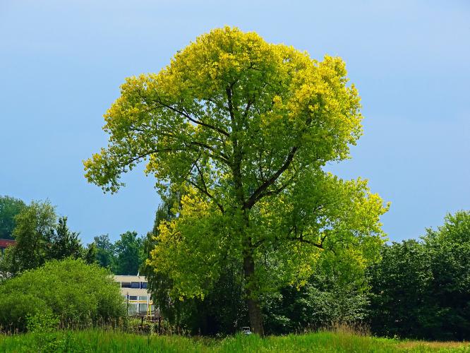 Drie monumentale bomenrondleidingen Leijpark 