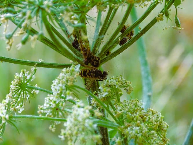 Leijpark013 8 &amp;9 &amp;10 &amp; 11 augustus 2022