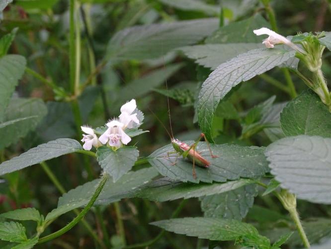 Leijpark013 8 &amp;9 &amp;10 &amp; 11 augustus 2022