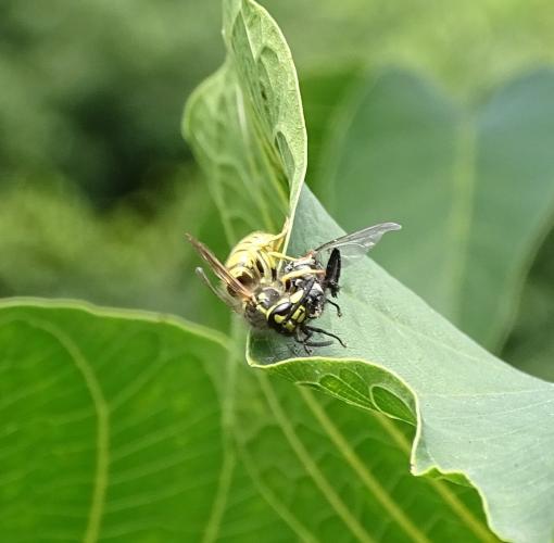 Leijpark013 8 &amp;9 &amp;10 &amp; 11 augustus 2022
