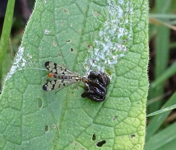 Leijpark013 8 &amp;9 &amp;10 &amp; 11 augustus 2022