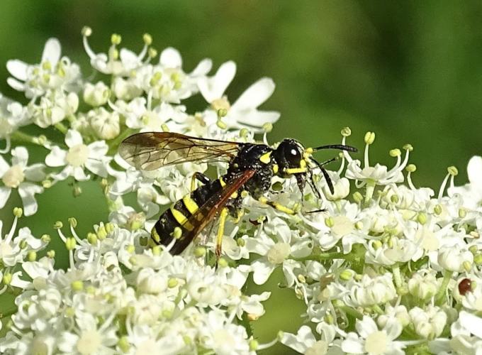 Leijpark013 8 &amp;9 &amp;10 &amp; 11 augustus 2022