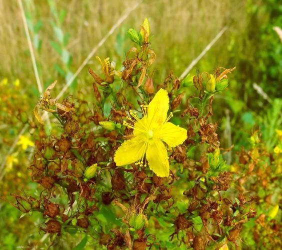 Leijpark013 8 &amp;9 &amp;10 &amp; 11 augustus 2022
