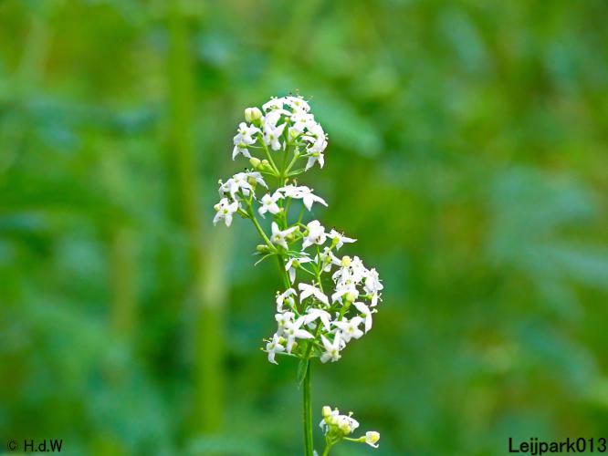 Leijpark013 8 &amp;9 &amp;10 &amp; 11 augustus 2022
