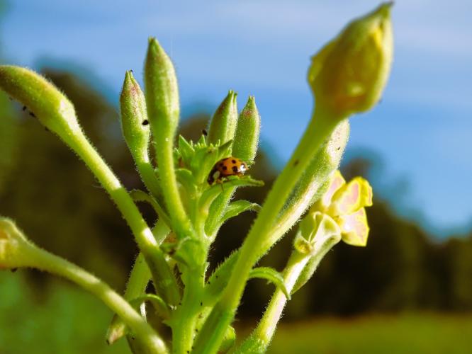 Leijpark013 8 &amp;9 &amp;10 &amp; 11 augustus 2022