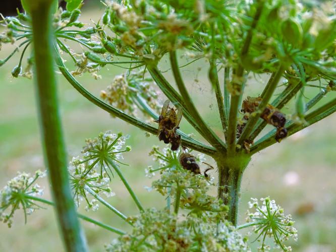 Leijpark013 8 &amp;9 &amp;10 &amp; 11 augustus 2022