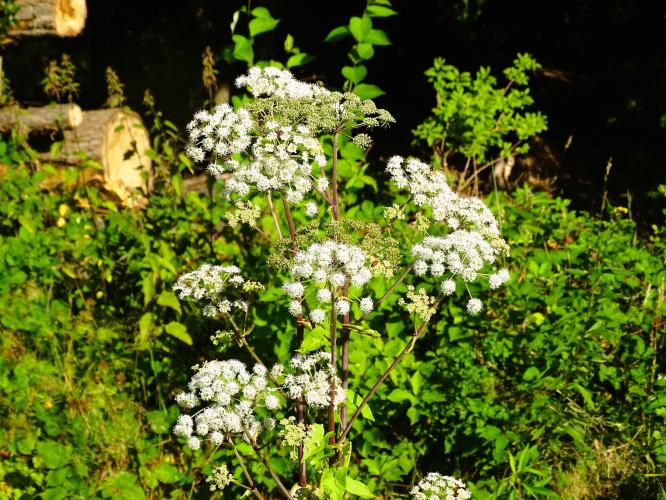 Leijpark013 8 &amp;9 &amp;10 &amp; 11 augustus 2022