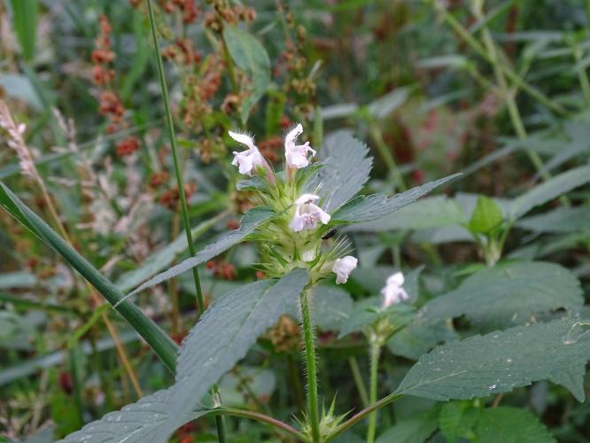 Leijpark013 8 &amp;9 &amp;10 &amp; 11 augustus 2022