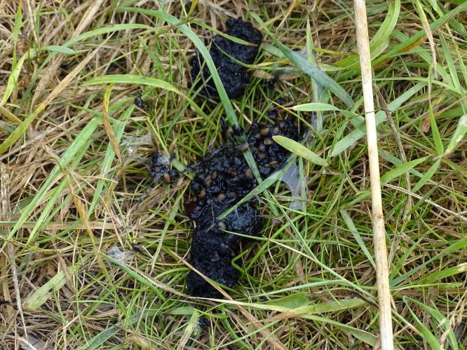 Leijpark013 8 &amp;9 &amp;10 &amp; 11 augustus 2022