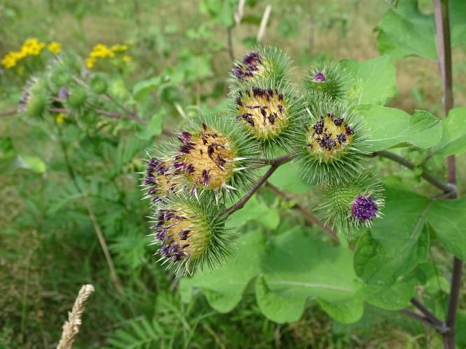 Leijpark013 8 &amp;9 &amp;10 &amp; 11 augustus 2022
