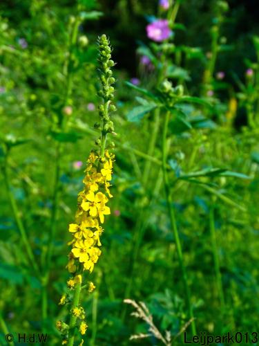 Leijpark013 8 &amp;9 &amp;10 &amp; 11 augustus 2022