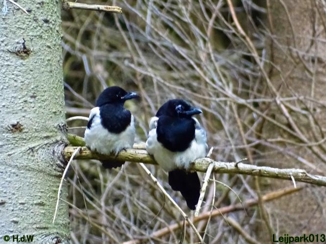 Leijpark013 8 &amp;9 &amp;10 &amp; 11 augustus 2022