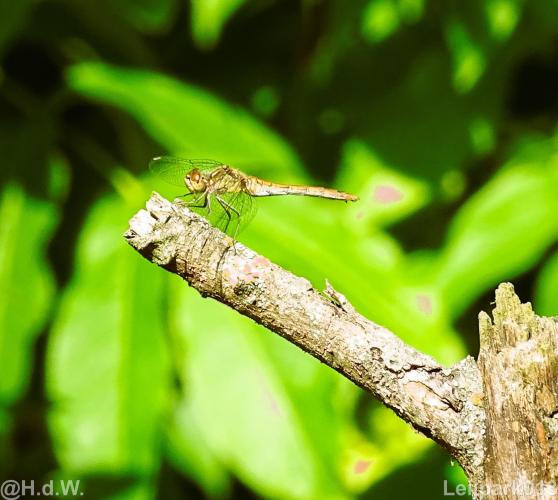 Leijpark012 12 &amp; 13 &amp;14 &amp; 15 augustus 2022