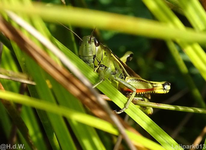 Leijpark012 12 &amp; 13 &amp;14 &amp; 15 augustus 2022